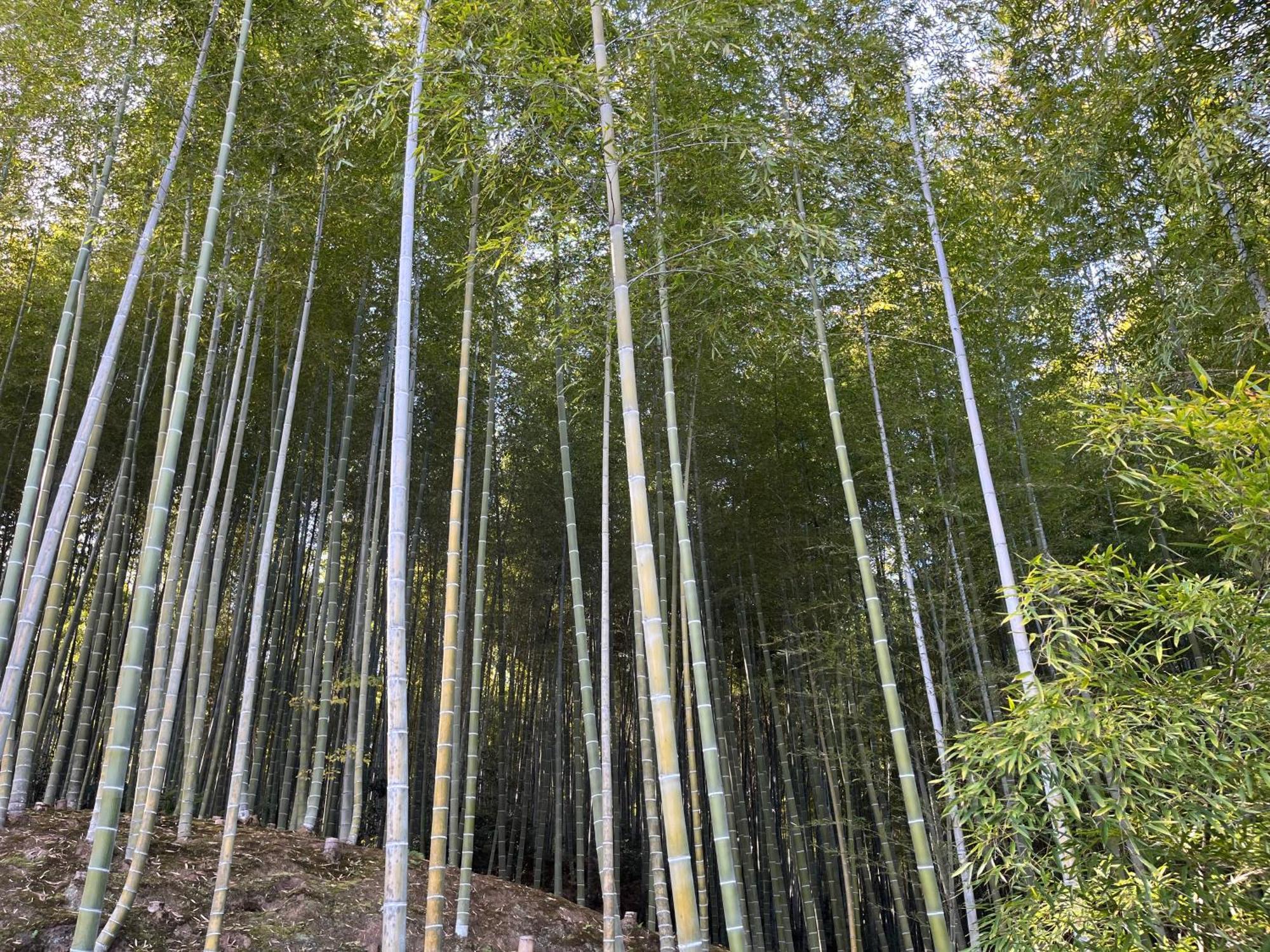 嵐山 天龍の宿 駐車無料 一棟貸切 最大5人 Dragon Legend Arashiyama Central Private Rare Modern Villa Free Parking Max 5Ppl Simoszaga Kültér fotó