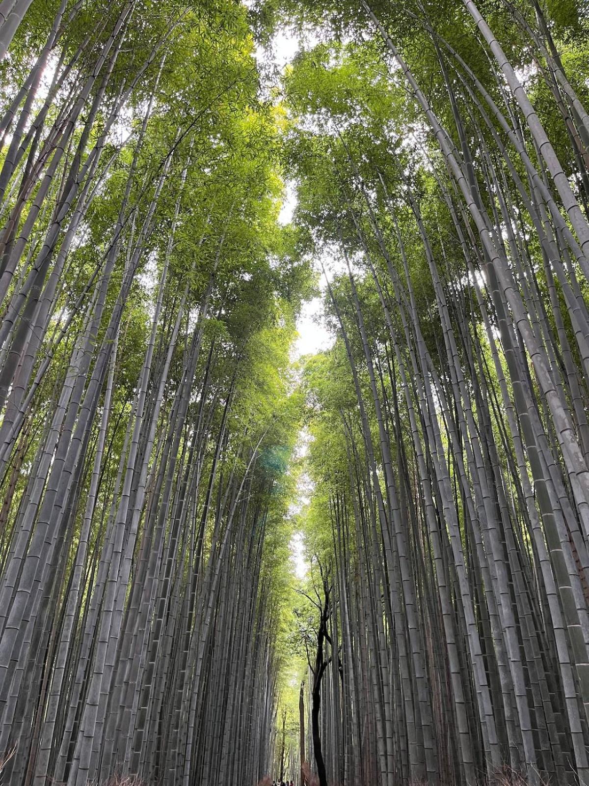 嵐山 天龍の宿 駐車無料 一棟貸切 最大5人 Dragon Legend Arashiyama Central Private Rare Modern Villa Free Parking Max 5Ppl Simoszaga Kültér fotó